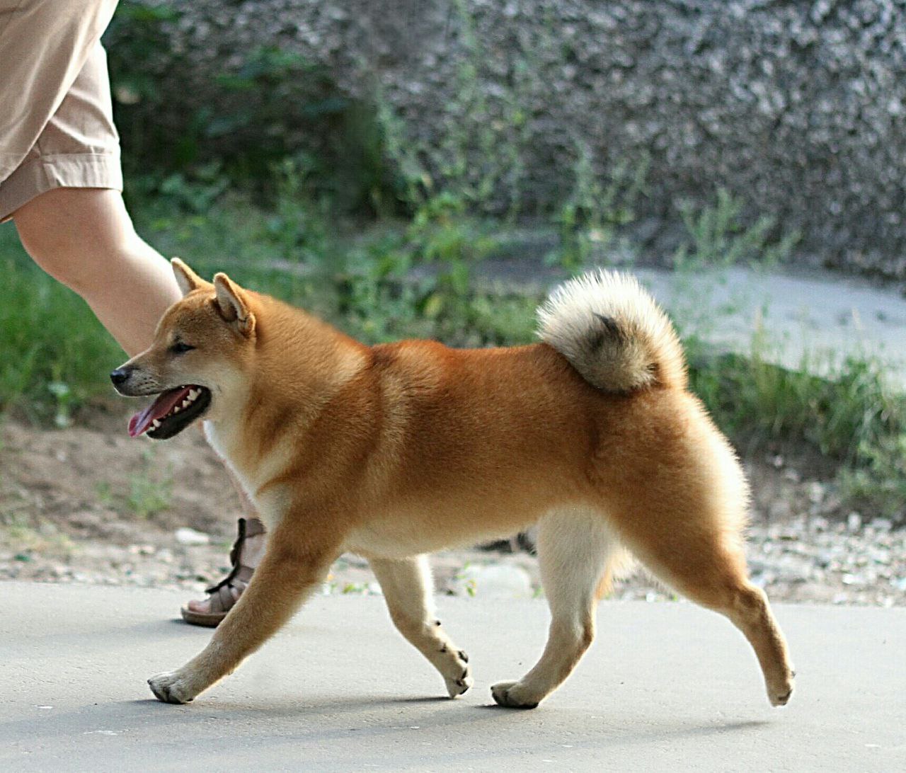 dog