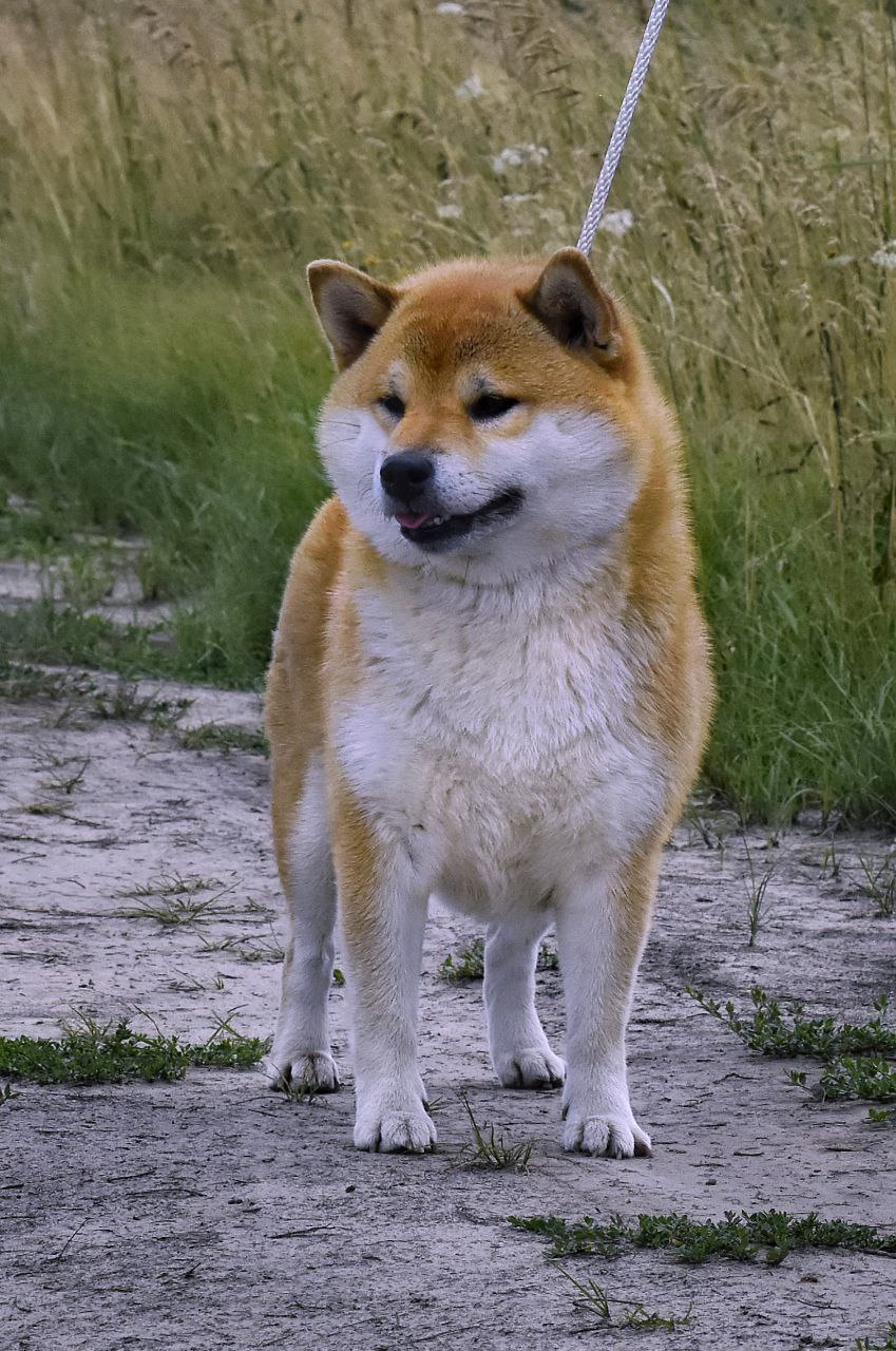 dog